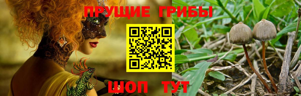 Галлюциногенные грибы Psilocybine cubensis Находка